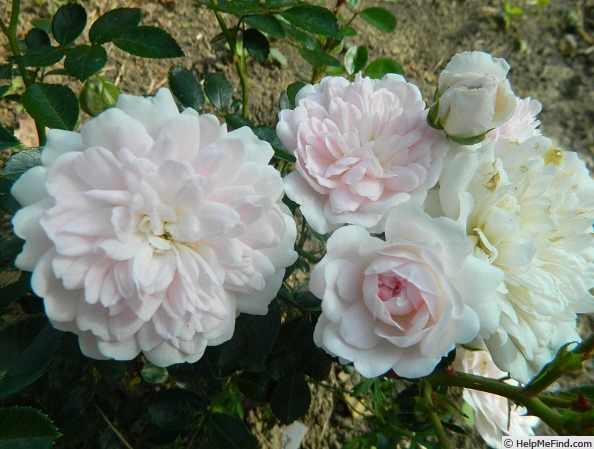 'Pisjanka' rose photo