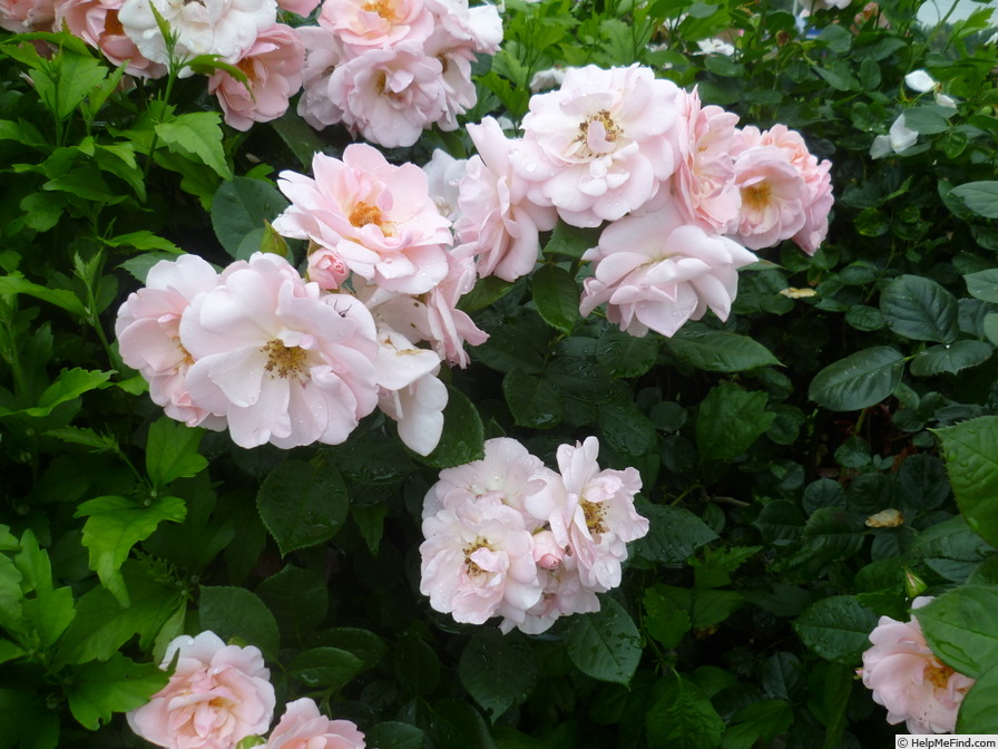 'Astrid Lindgren' rose photo