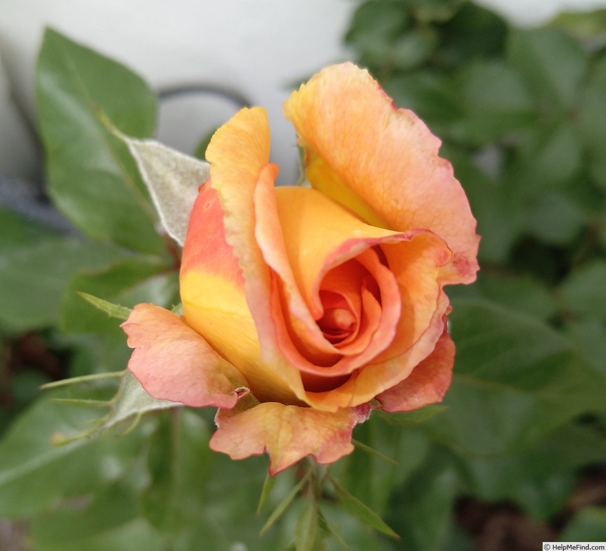 'Adolf Horstmann ®' rose photo