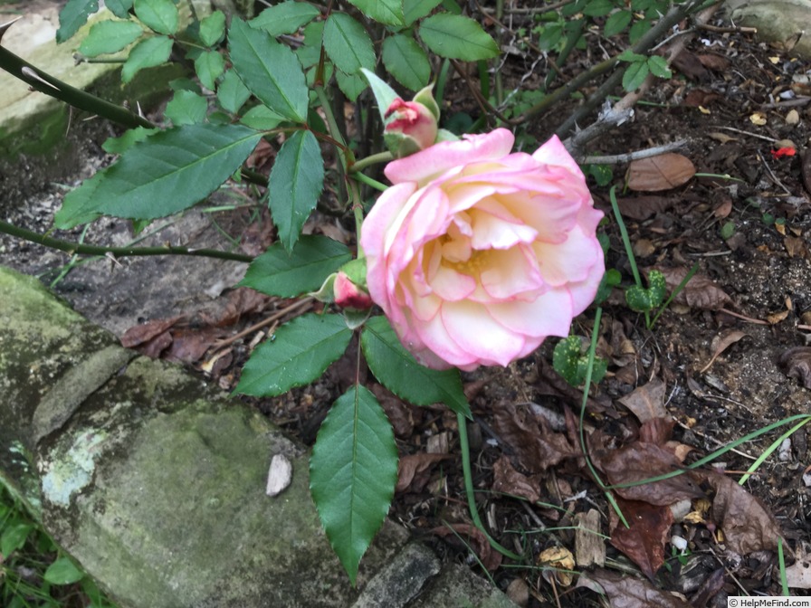 'Stella Elisabeth' rose photo