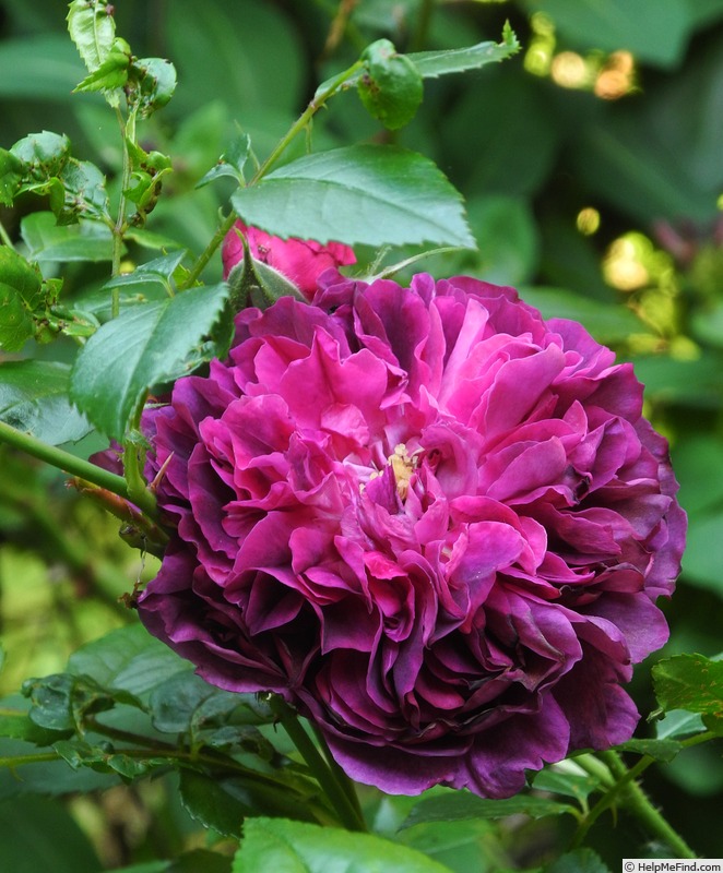 'Erinnerung an Brod' rose photo