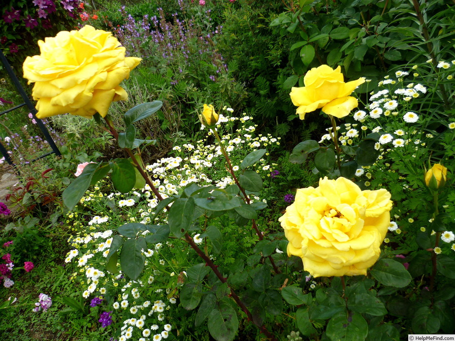 'Gina Lollobrigida ®' rose photo