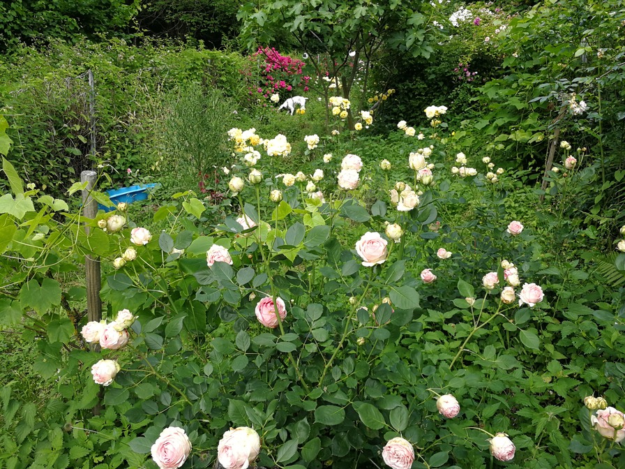 'Janine's Rose Garden'  photo