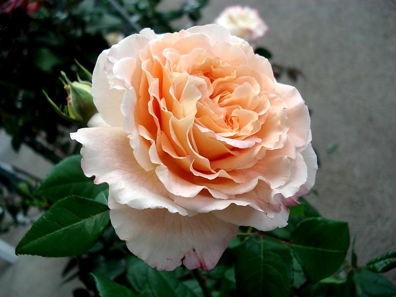 'Princesse Charlène de Monaco ®' rose photo