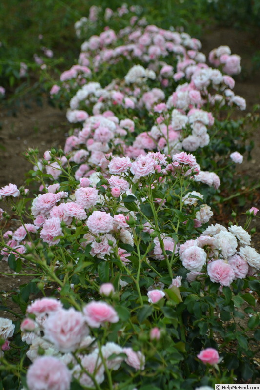 'Baby Kikko ®' rose photo