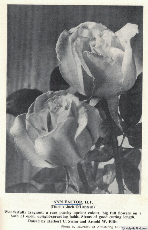 'Ann Factor' rose photo