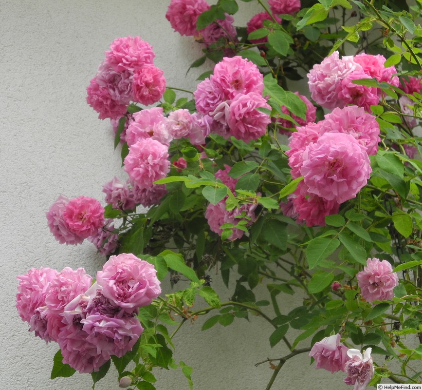 'Seven Sisters (Hybrid Multiflora, 1817)' rose photo