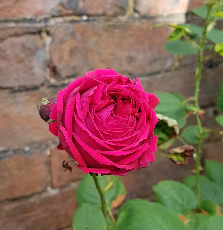 'Éclair (hybrid perpetual, Lacharme, 1883)' rose photo