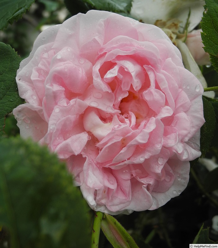 'Maiden's Blush (alba)' rose photo