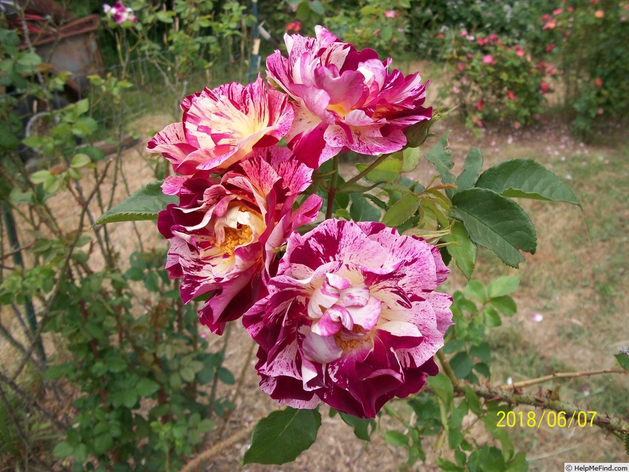 'Floozy' rose photo