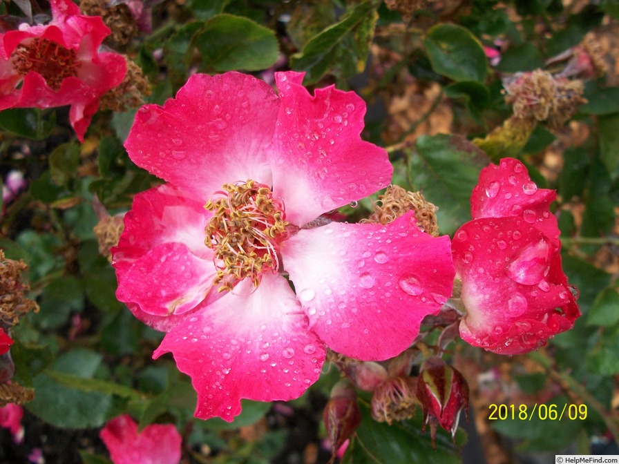 'Sweet Obsession' rose photo
