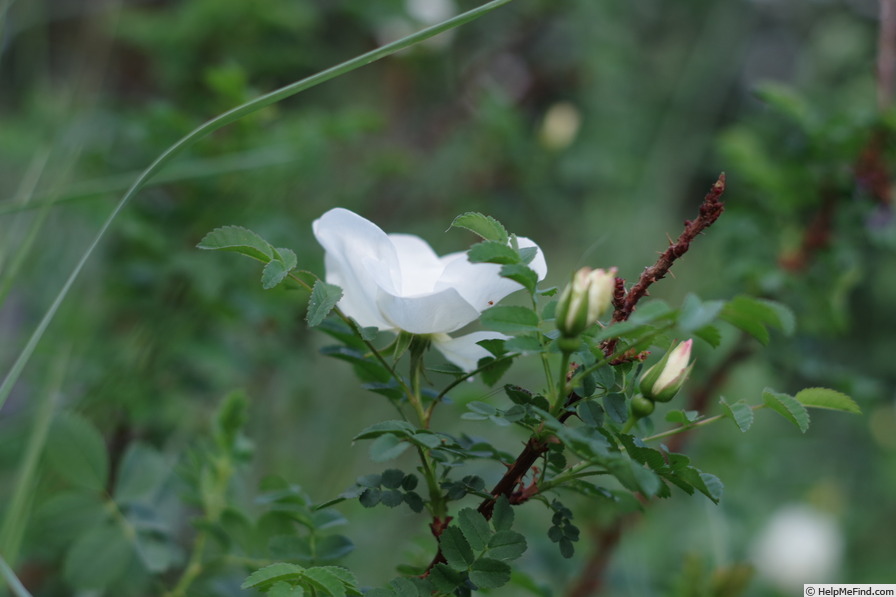 'Zephyr's Rose' rose photo