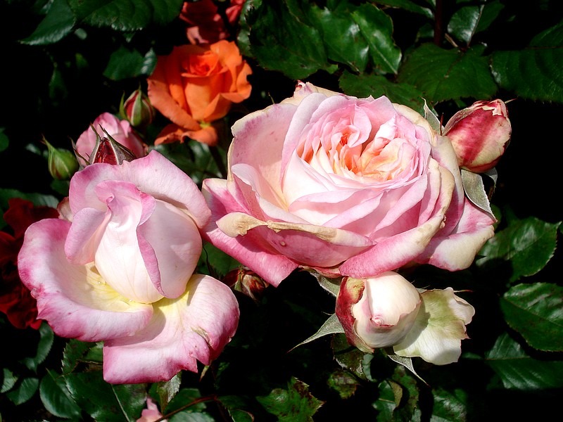 'Laurent Voulzy ®' rose photo