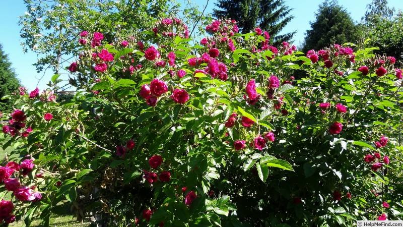 'F. J. Grootendorst (Rugosa, De Goey, 1918)' rose photo