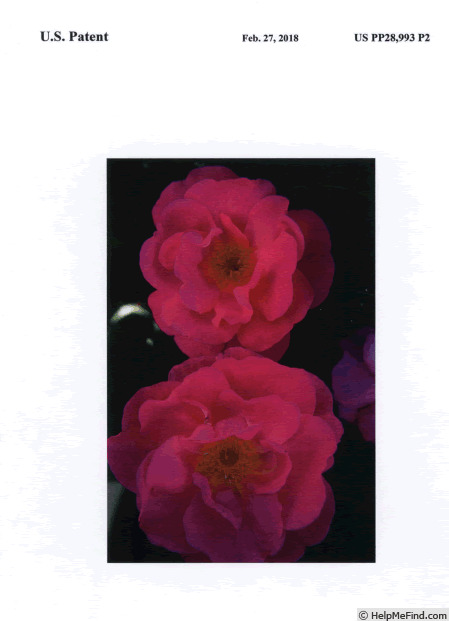 'RADshining' rose photo