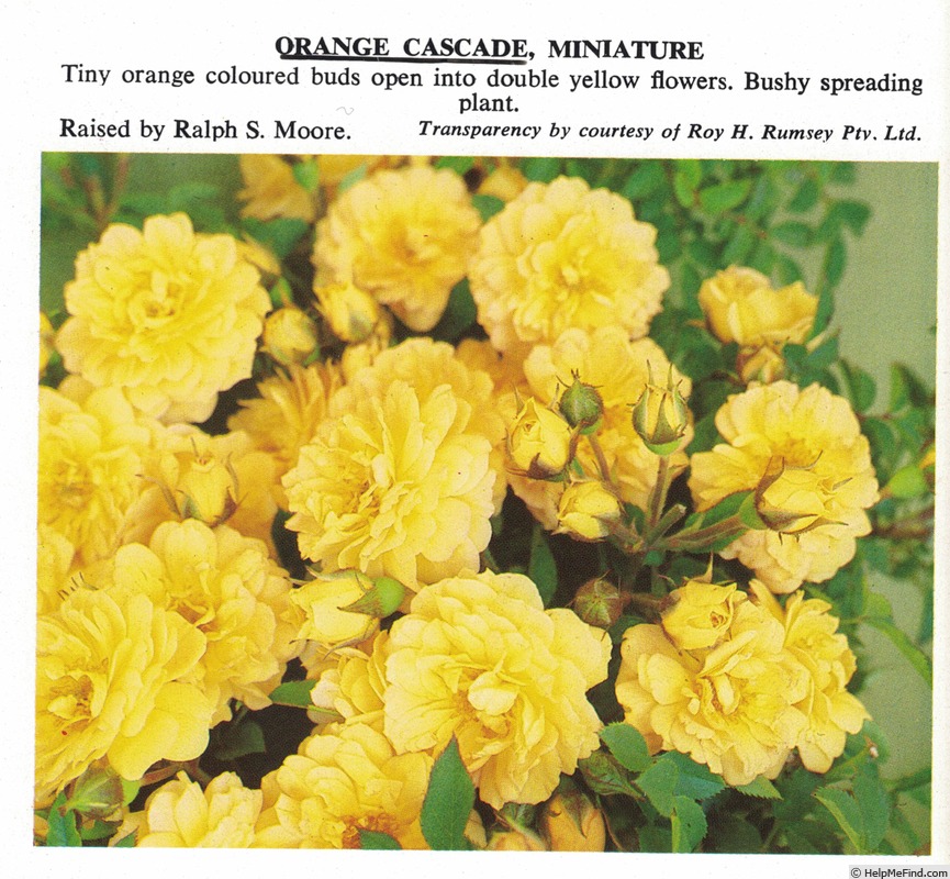 'Orange Cascade' rose photo