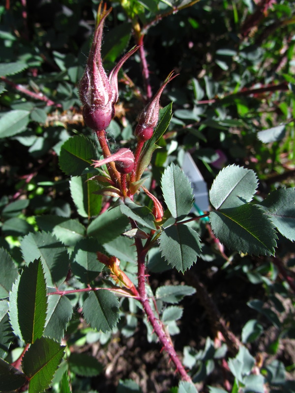 '<i>Rosa glauca</i> 'Nova'' rose photo