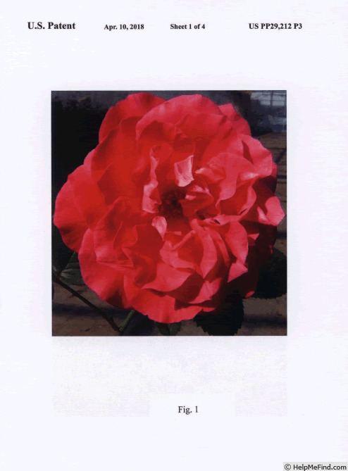 'RNF Pink 01' rose photo