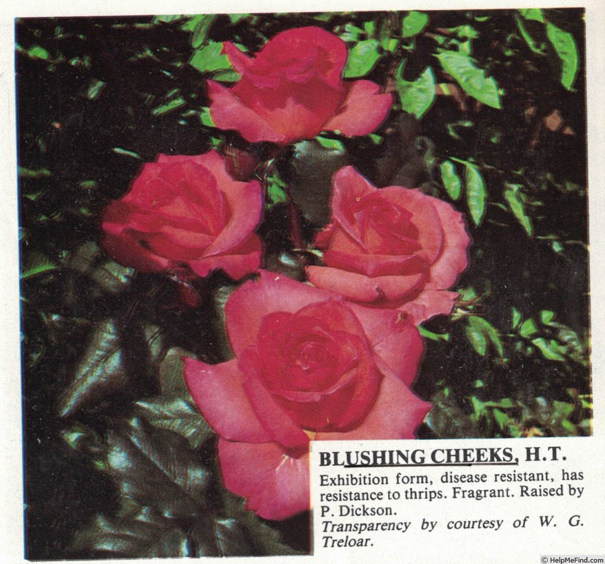 'Blushing Cheeks' rose photo
