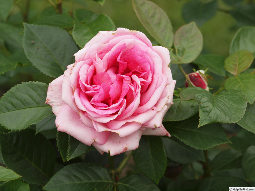 'Romina ® (hybrid tea, Evers 2009/15)' rose photo