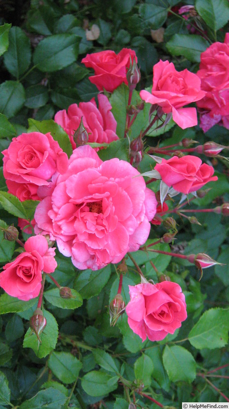 'Wiltshire' rose photo