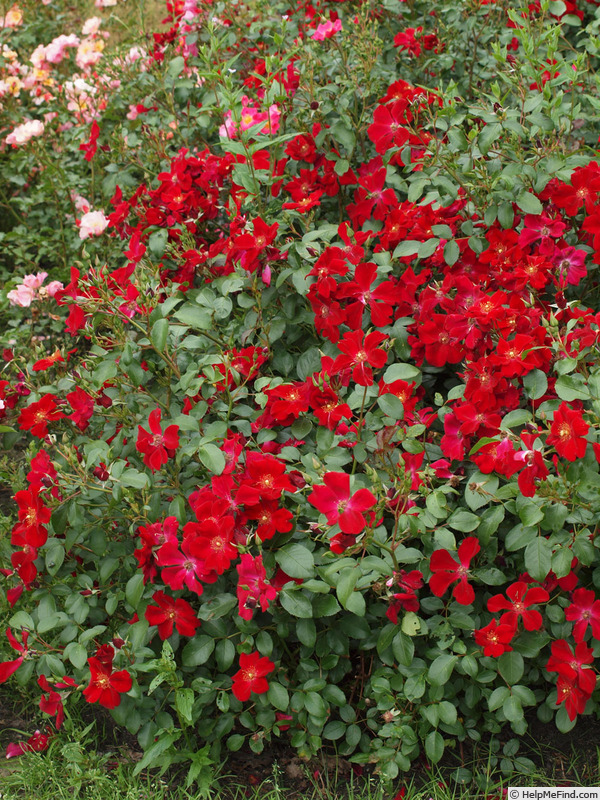 'Cricket ® (shrub, Boot, 2014)' rose photo