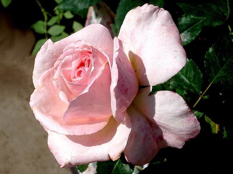 'Maxima Romantica ®' rose photo