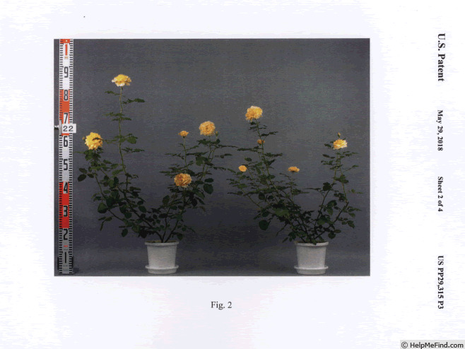 'RNF Yellow 01' rose photo