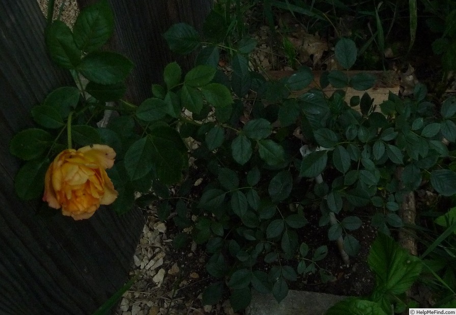 'Lux Mundi' rose photo