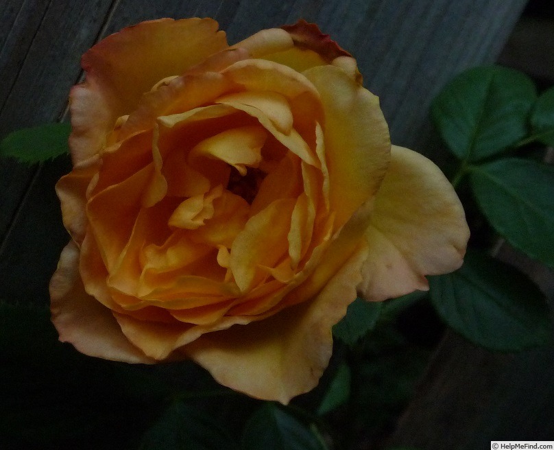 'Lux Mundi' rose photo