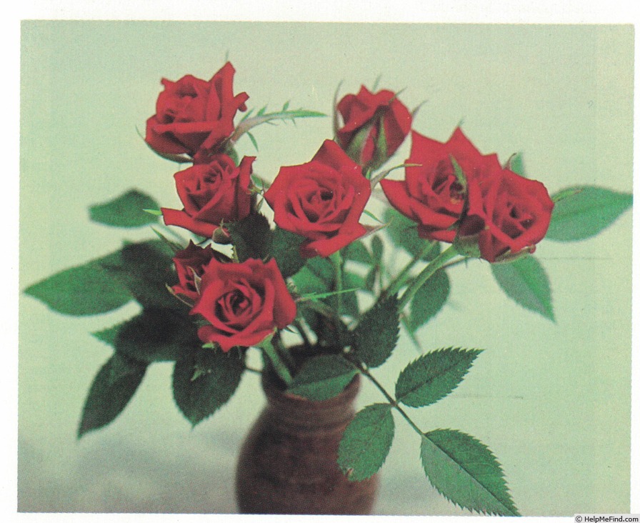 'Red Ace (miniature, Saville, 1980)' rose photo