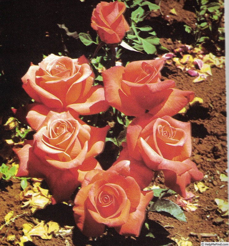 'Sandra (hybrid tea, Kordes, 1981)' rose photo