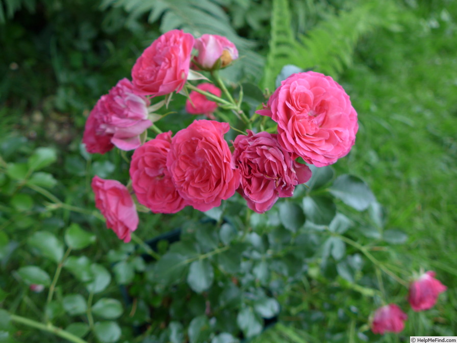 'Wizoka' rose photo