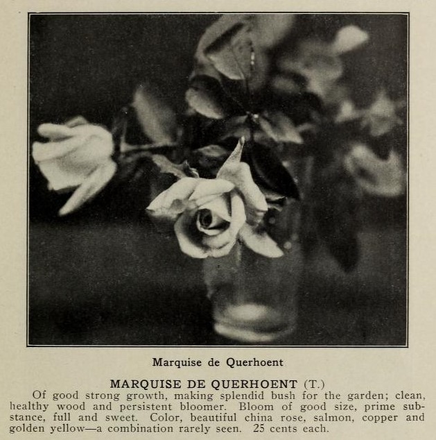 'Marquise de Querhoënt' rose photo