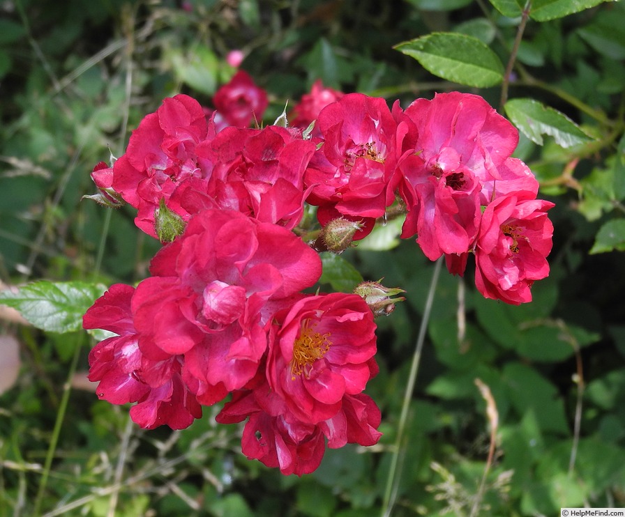 'Climbing Alberich' rose photo