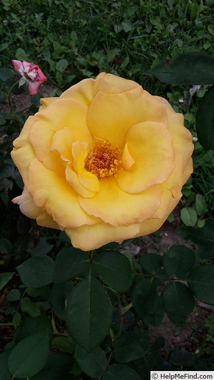 'Topazio' rose photo