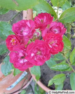 'Teri Rose ®' rose photo