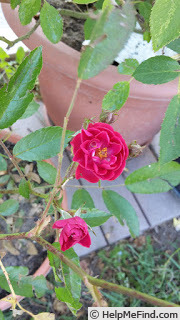 'Teri Rose ®' rose photo