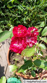 'Teri Rose ®' rose photo