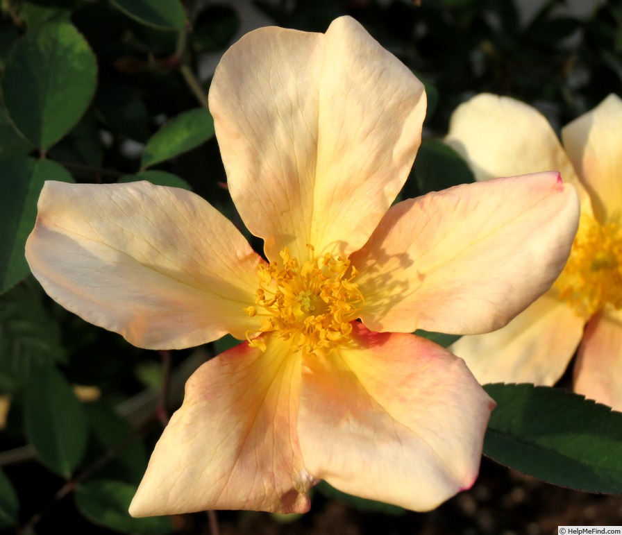 'Mutabilis (china, Unknown, before 1894)' rose photo