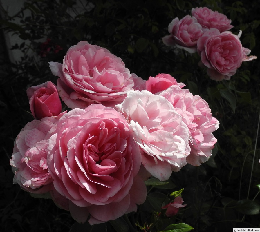 'Roseninsel' rose photo