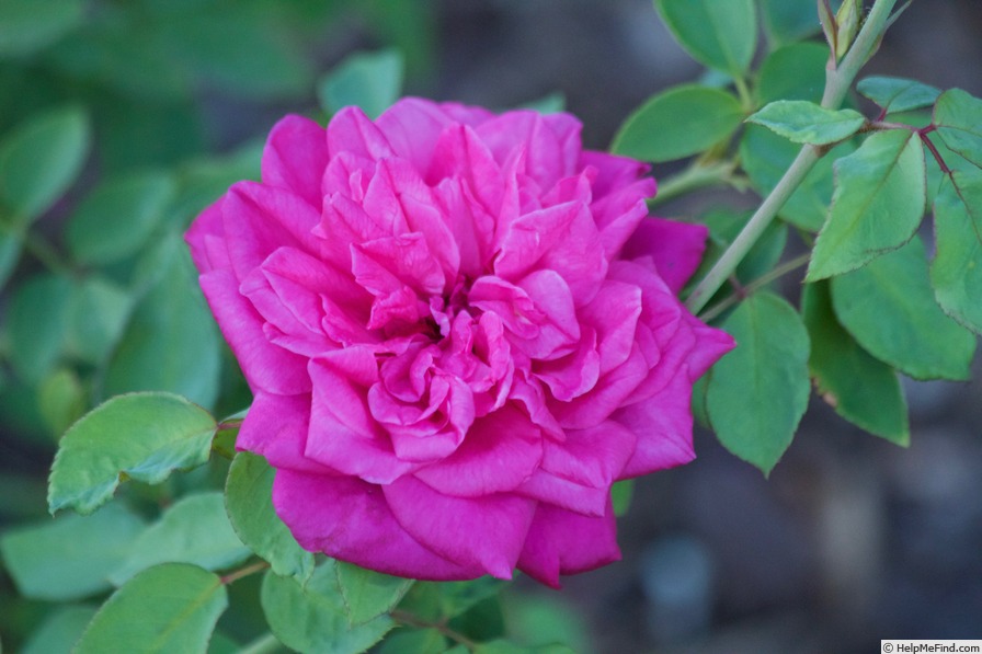 'Souvenir de la Malmaison Rouge (bourbon, Beluze, 1846)' rose photo