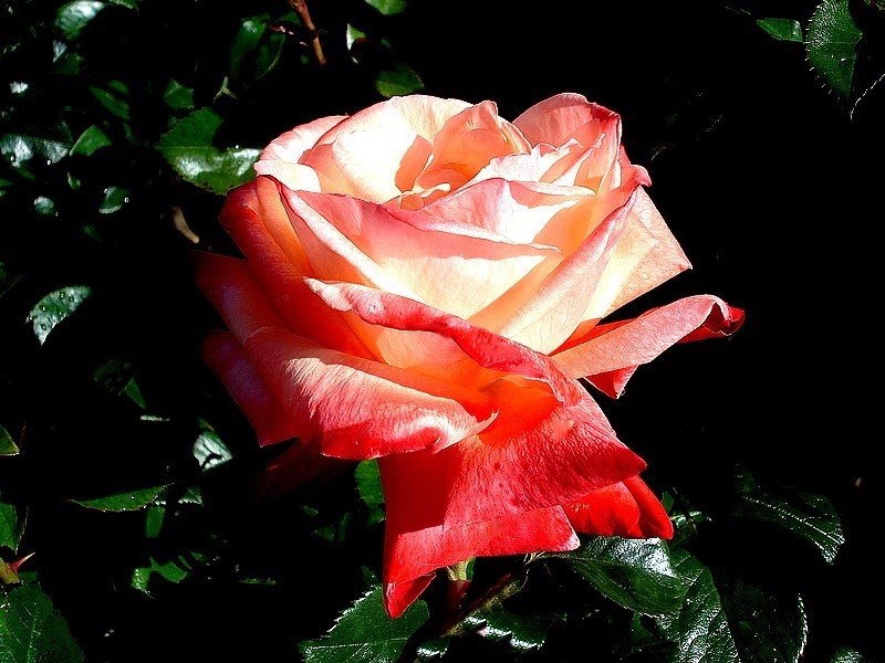 'Espoir de Lyse ®' rose photo
