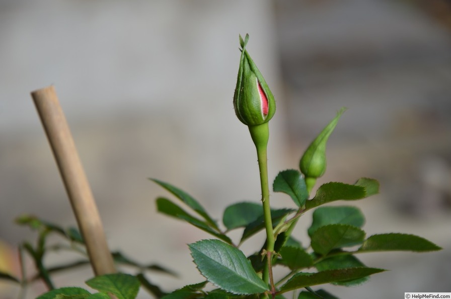 'Marie Christina' rose photo