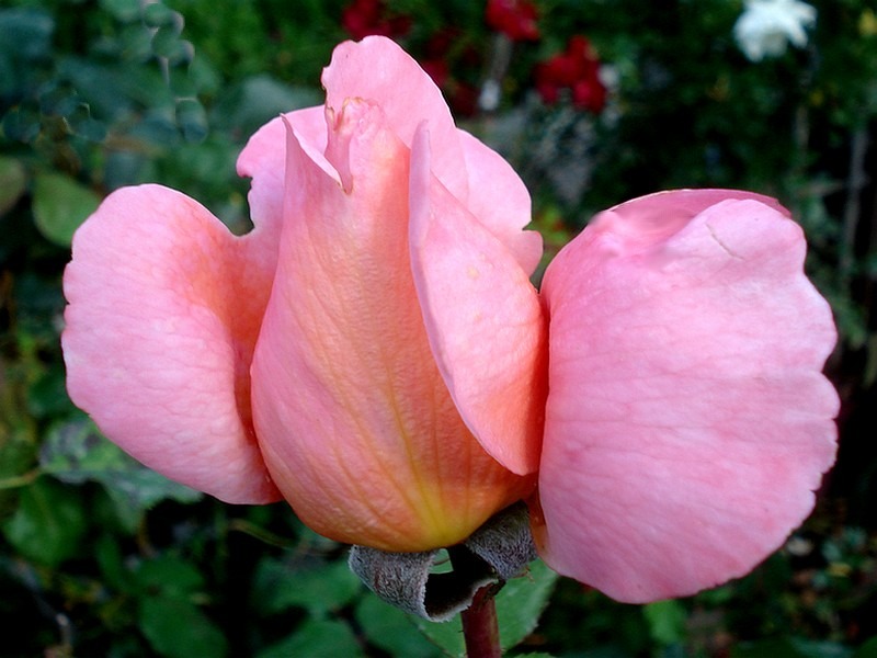 'Mademoiselle Meilland ®' rose photo