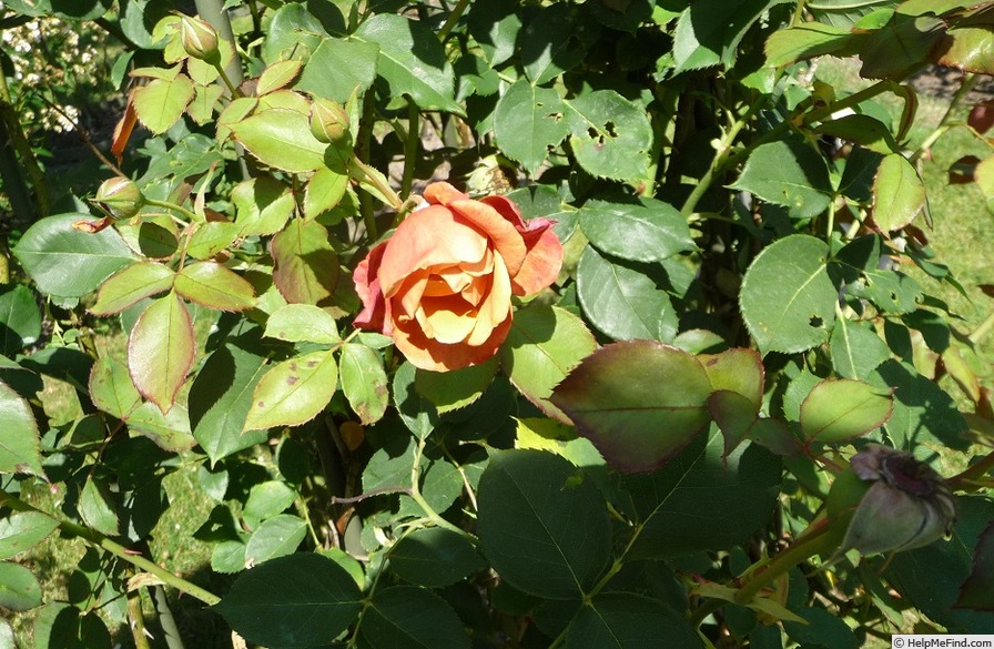 'JACXBEE' rose photo