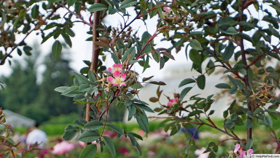 'R. glauca' rose photo