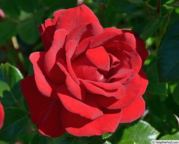 'Jugendliebe ®' rose photo