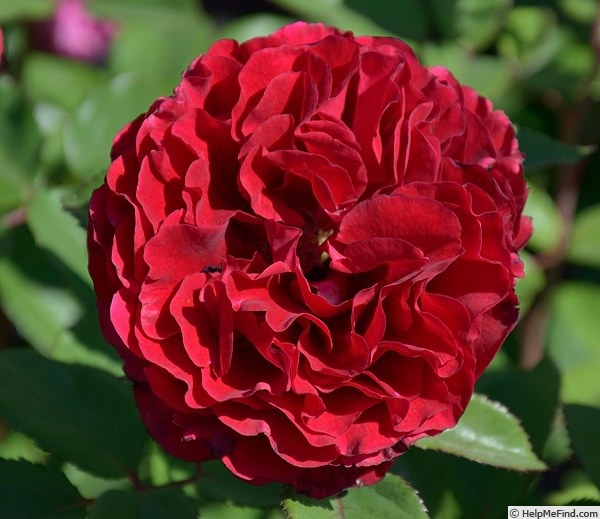 'Nadia Renaissance' rose photo