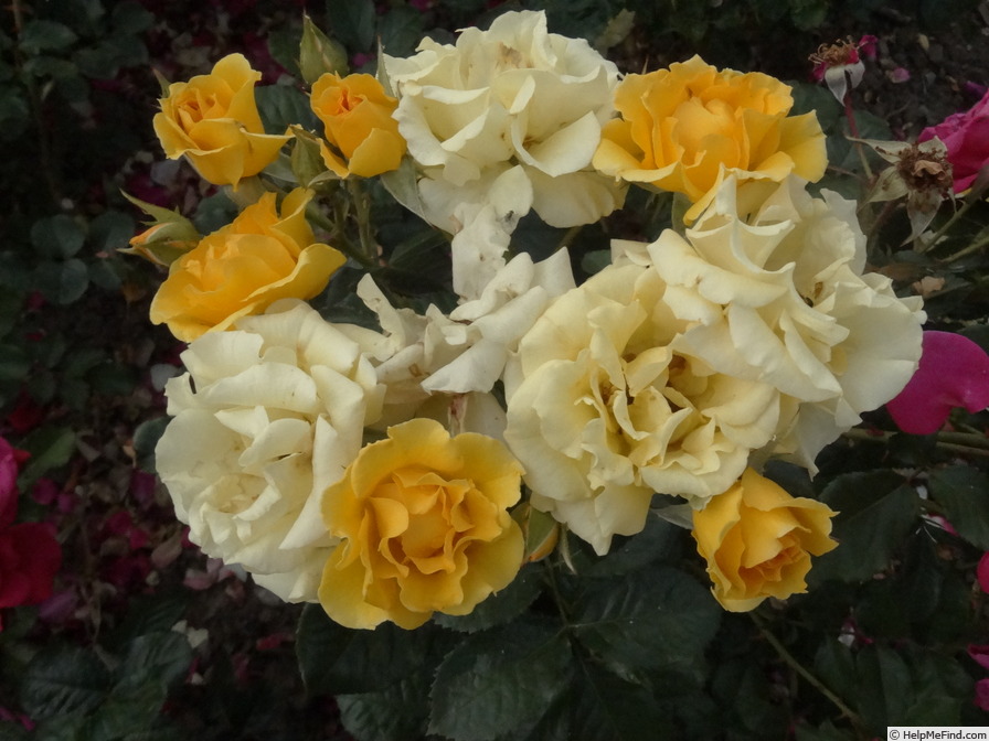 'Rosene' rose photo